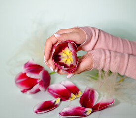 Beautiful purple tulips in female hands․ 