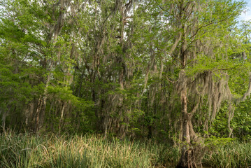 Honey Island Swamp Tour With Jungle Forest and Tree in New Orleans, Louisiana
