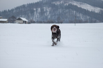 Bohemian wirehaired pointing griffon dog running through frozen and snowy fields with joy and enthusiasm puppy. Fetching. Finding scent trails