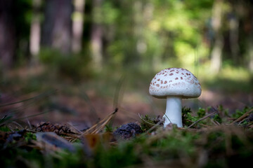 Amanita phalloides Death Cap Mushroom