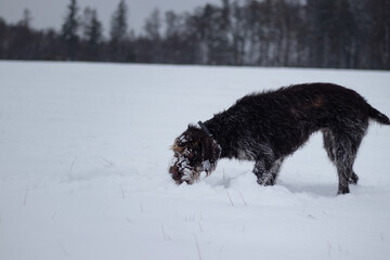Naklejka premium Bohemian wirehaired pointing griffon dog running through frozen and snowy fields with joy and enthusiasm puppy. Fetching. Finding tracks