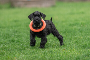 Young Black Riesenschnauzer or Giant Schnauzer dog on the grass.