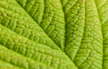 Green Leaf Texture. Macro.