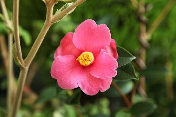 Obraz premium camellias 'golden spangles'