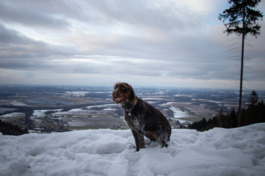 Close-up of a Bohemian wirehaired pointing griffon dog resting in the snow with snow all over his muzzle. The joy and happiness from the dog's expression just radiate. Wildness and hunting