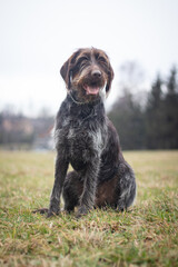 Bohemian wirehaired pointing griffon dog sitting in the field with a smiling face, listening to his master and watching what is happening in the field. Portrait of a hunting dog