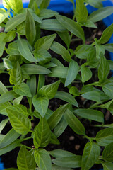 Gardening concept. Green sprouts of seedlings grown from seeds. Seedlings of pepper in a pot with soil