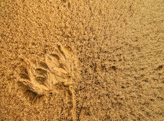 Wheat of Field from Above.
