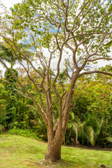 Tree in Andromeda Gardens in Barbados.