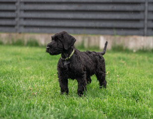 Young Black Riesenschnauzer or Giant Schnauzer dog on the grass.