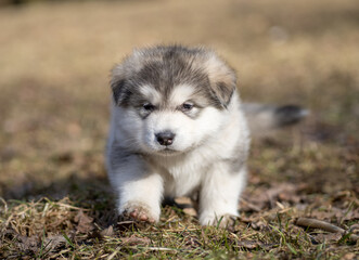 Alaskan Malamute Puppy. Closeup Portrait. Walking on the Grass. Young Dog