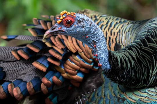 Ocellated turkey closeup