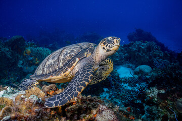 Obraz na płótnie Canvas Hawksbill sea turtle 