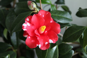 camellias
