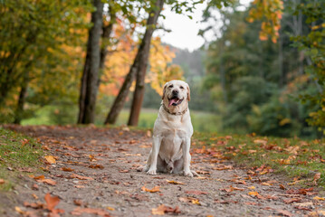 Happy Labrador Retriever Dog Sitting on the ground. Autumn Leaves in Background. Open Mouth