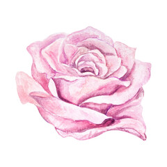 Watercolor illustration of pink rose bud, isolated on transparent background