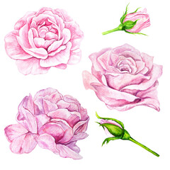 Watercolor illustration set, collection of pink rose buds, peony isolated on transparent background