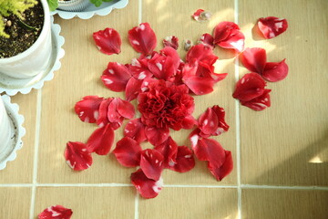 camellias 'red Leaf bella'