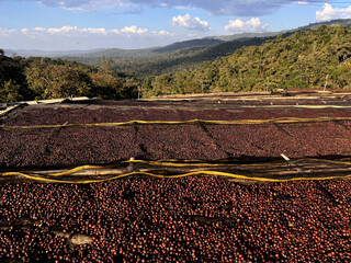 Ethiopian coffee cherries lying to dry in the sun in a drying station on raised bamboo beds. This...