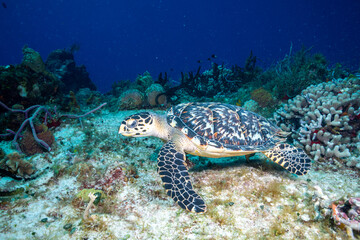 Naklejka na ściany i meble Hawksbill sea turtle 