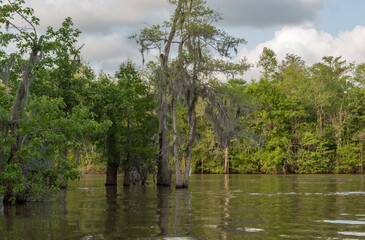 Fototapeta na wymiar Honey Island Swamp Tour With Water and Tree in New Orleans, Louisiana