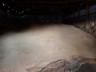 stock of green coffee beans stored in a warehouse in the Sidama region of Ethiopia