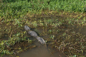Crocodile and Honey Island Swamp Tour With Water and Tree in New Orleans, Louisiana