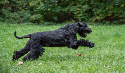 The Giant Schnauzer breed dog Running on the grass. Also known as Riesenschnauzer.