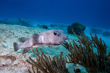 Porcupinefish swimming in the reef