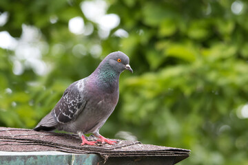 pigeon on a branch