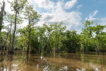 Honey Island Swamp Tour With Jungle Forest and Tree in New Orleans, Louisiana