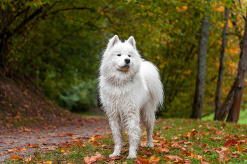 Wet Samoyed Dog on the grass. Autumn Maple Leaves in Background.