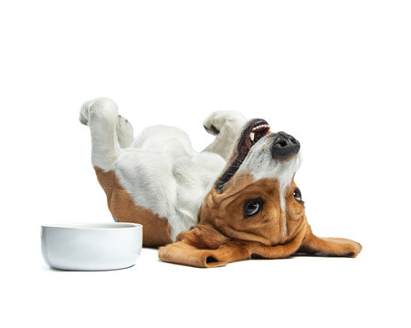 The beagle lies belly up near the white ceramic bowl and smiles. Funny portrait of happy dog in the studio, close up. Photo of cheerful pet after dinner isolated on white. Dog food poster