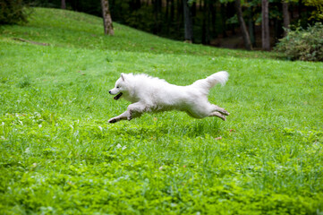 Happy Samoyed Dog Running on the grass