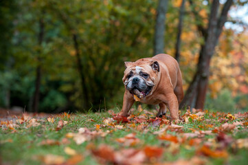 English Bulldog Dog Standing on the Grass. Branch of Tree in Mouth