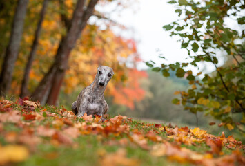 Whippet Dog Lying on the Grass. Autumn Leaves in Background