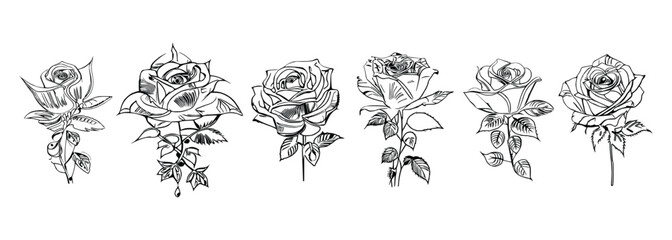 The Six Roses Coloring Book showcases six distinct roses, each with its unique design, portrayed through captivating illustrations.