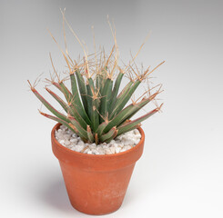 Leuchtenbergia Principis Cactus. Isolated on white background. Close Up