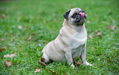 Obraz premium French Bulldog sitting on the grass. Looking Up. Tongue Out.
