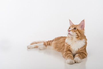 Curious Maine Coon Cat Sitting on the White Table with Reflection. White Background. Looking Up.