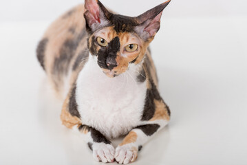 Curious Cornish Rex Cat Lying on the White Desk. White Background. Portrait.
