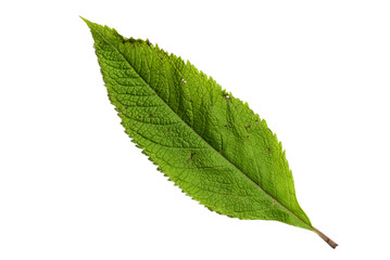 Obraz premium Green Leaf with Texture isolated on White Background.