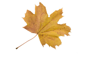 Autumn Color Maple Leaf. Isolated on White Background.