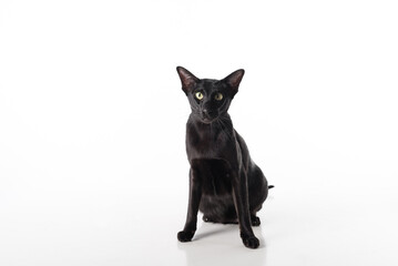 Curious Black Oriental Shorthair Cat Sitting on White Table with Reflection. White Background.