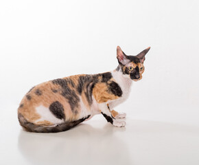 Curious Cornish Rex Cat Sitting on the White Desk. White Background