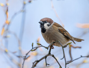 Home Sparrow Bird is Sitting on the Tree Branch.