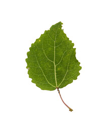 Green Leaf Isolated on White Background.