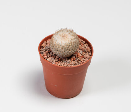 Epithelantha Micromeris Cactus. Isolated on white background. Close Up