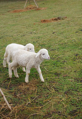 Fototapeta premium Couple of baby sheep walking on green grass ground