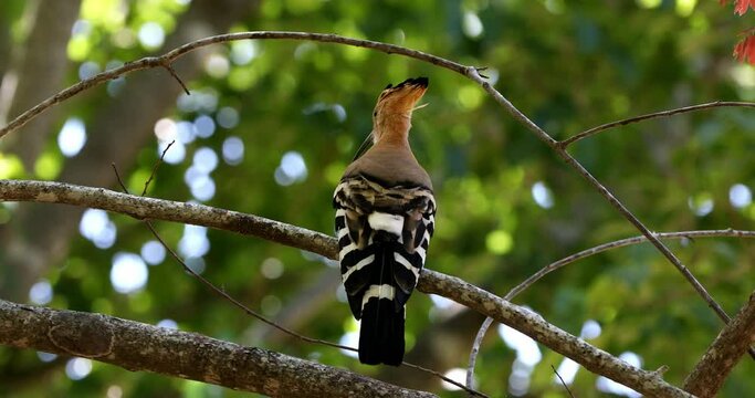 Madagascar hoopoe (Upupa marginata), species of hoopoe in the family Upupidae. Endemic bird sitting on tree trunk. Isalo National Park, Madagascar wildlife animal.